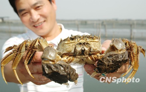 阳澄湖大闸蟹价格最新行情,🦀阳澄湖大闸蟹价格最新行情🦀