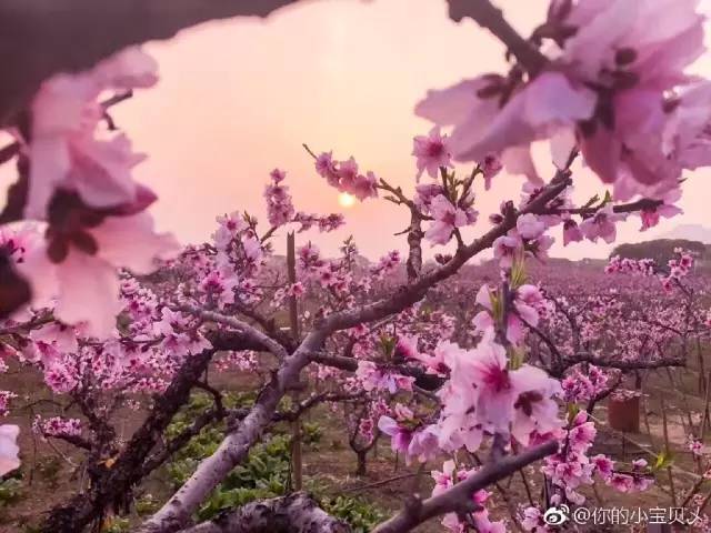 桃花坞最新视频，文化与娱乐的交融盛宴