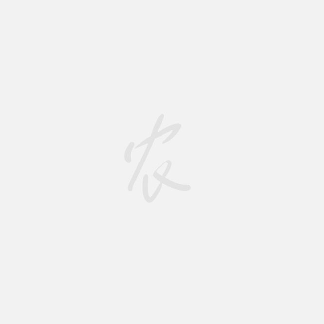 金乡大蒜价格最新动态及信息解析
