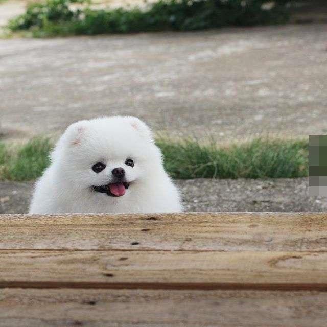 宠物明星的日常趣事揭秘，萌宠背后的快乐生活